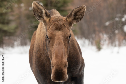 Adult female moose looking at camera in Alaska