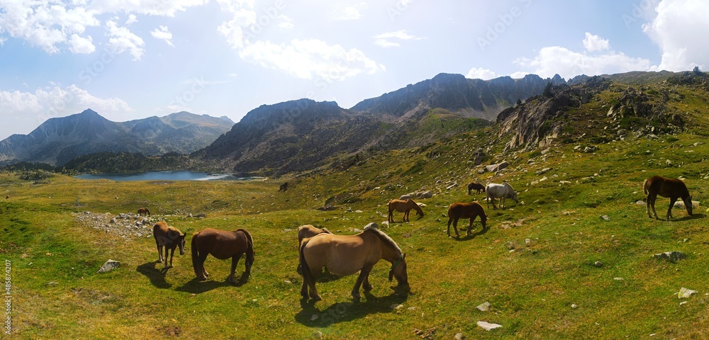 Obraz na płótnie Horses in Montmalus Valley Panoramic (Andorra) w salonie