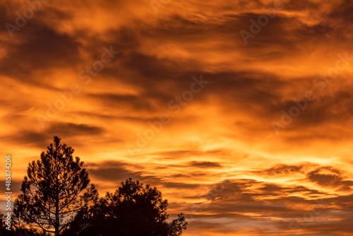 Burning Sunset With Silhouette Pine Trees photo