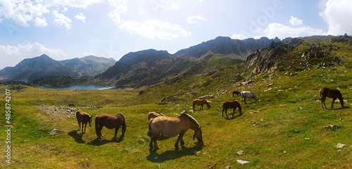 Horses in Montmalus Valley Panoramic (Andorra)