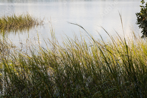 Spartina grass sways in the wind on brackish water in Beaufort, SC