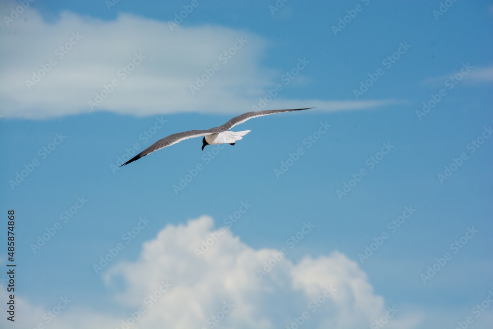 
afternoon of seagulls