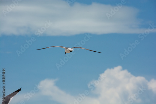  afternoon of seagulls