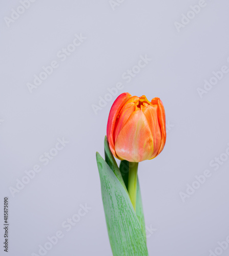 tulip on blue background