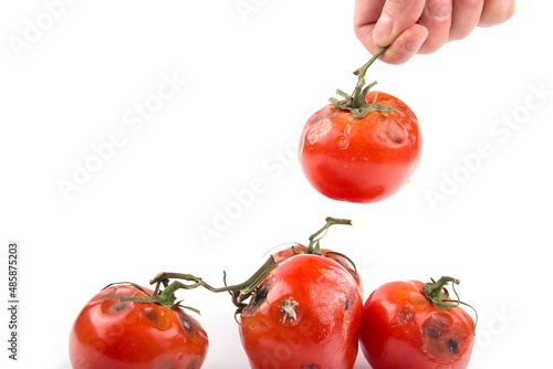 Bild auf Leinwand spoiled tomato with rot on a white or black background