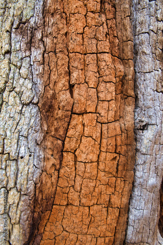 Ancient wood bark background close up, cracked, rough and textured.