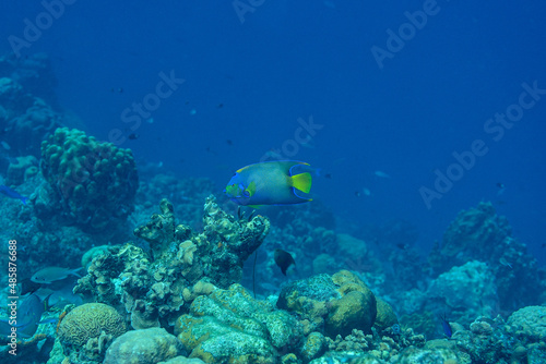 Fototapeta Naklejka Na Ścianę i Meble -  Kaiserfische wie den Bermuda-Prachtkaiserfisch gibt es viele in der Karibik