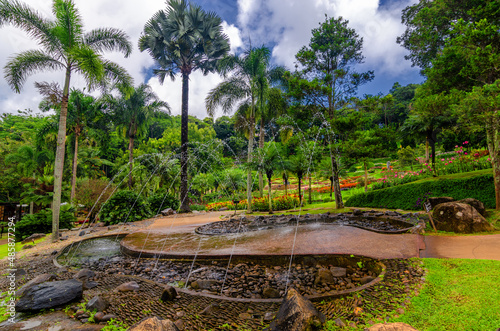 Tropic trees and flowers in Mae Fah Luang Flower Garden In Doi Tung Chiangrai Thailand.