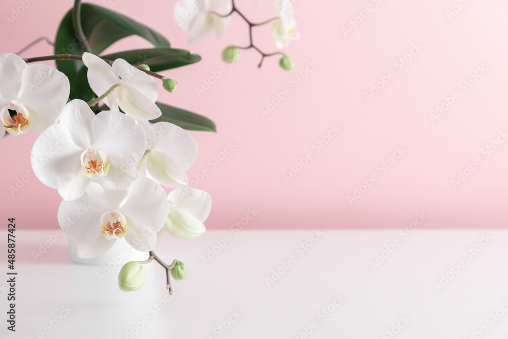 Beautiful flowers background. White orchid in pot on pink wall background. Valentines Day, Happy Women's Day, copy space Beautiful flowers background. White orchid in pot on pink wall background. Valentines Day, Happy Women's Day, copy space
