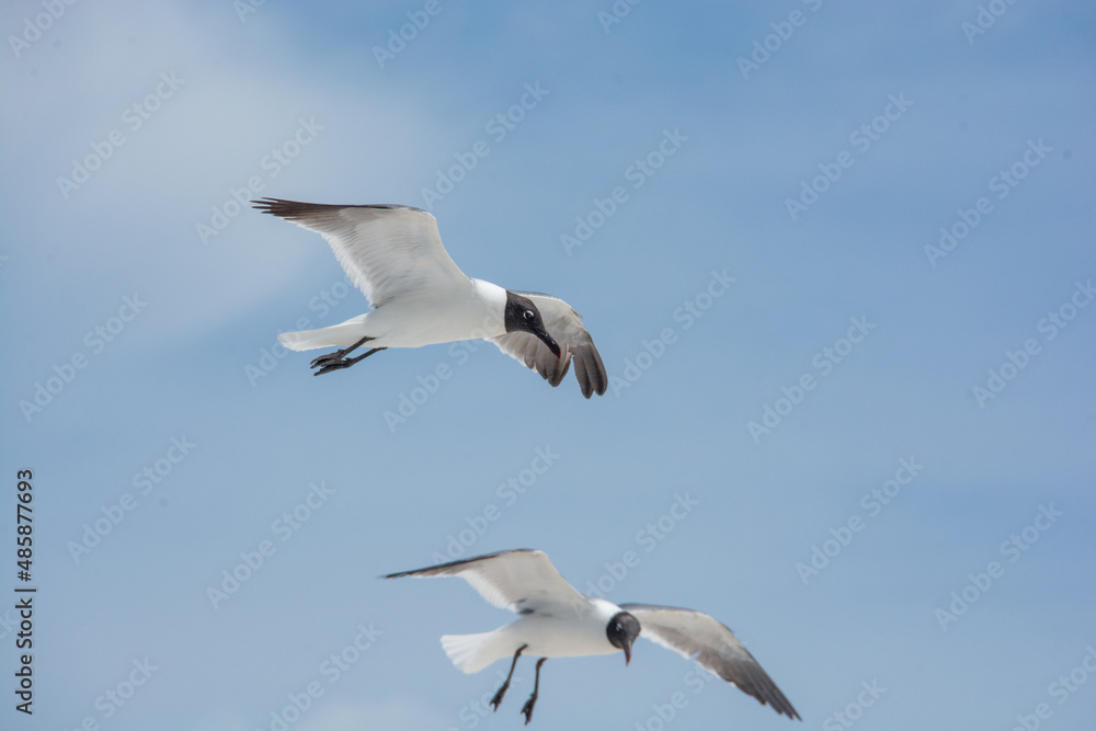 Obraz premium afternoon of seagulls 2 