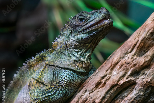 Detail shot of the Amboina sail-finned lizard  Hydrosaurus amboinensis  large agamid lizard  on a wooden branch with green background. Native to New Guinea and Indonesia.