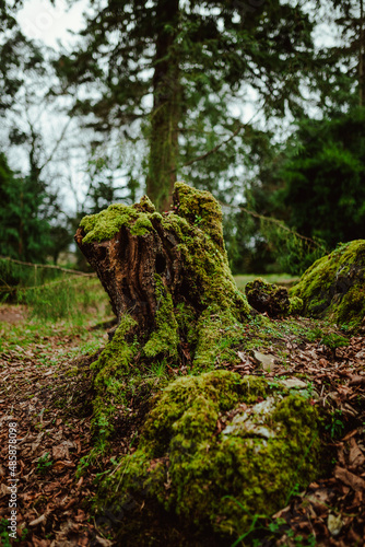 Blarney Castle and Gardens