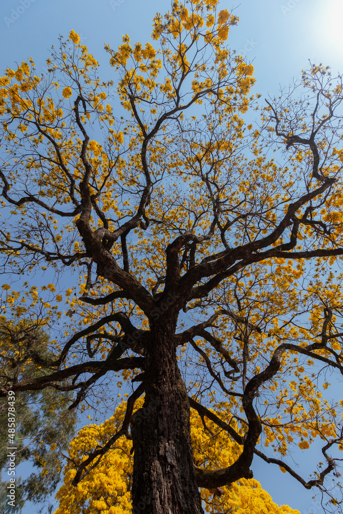 Typical brazilian tree, Yellow ipe in bloom Typical brazilian tree, Yellow ipe in bloom
