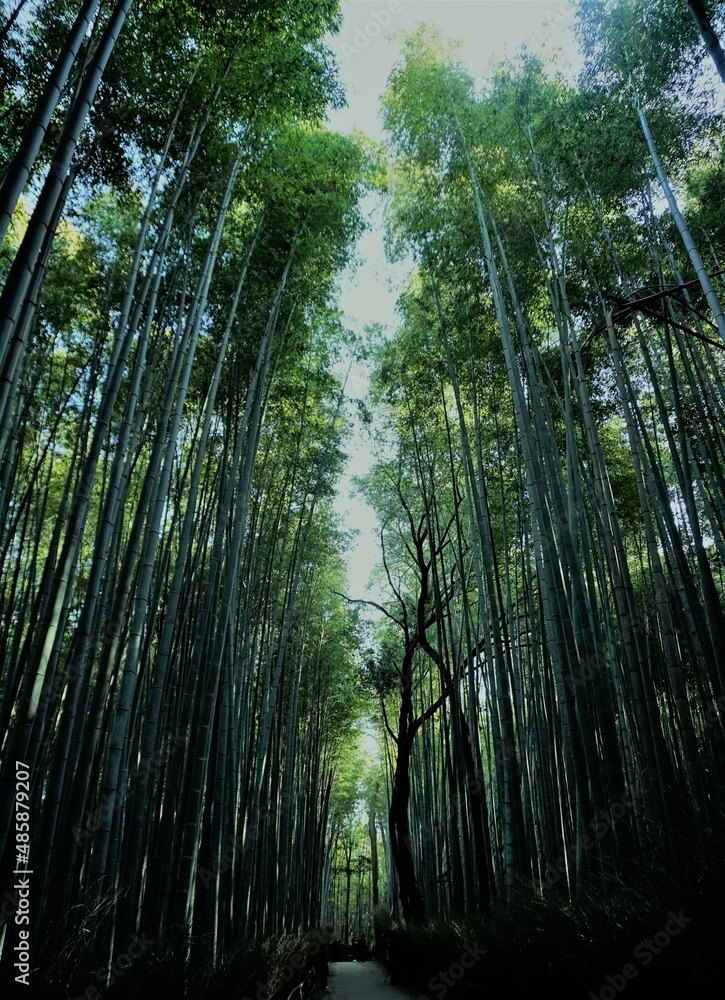Walking amongst the trees at the Bamboo Forest in Kyoto, Japan during fall
