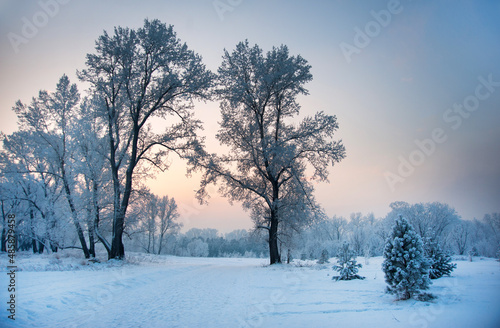 Winter landscape with snow covered tall trees and road at sunset sky © Liudmyla Loi