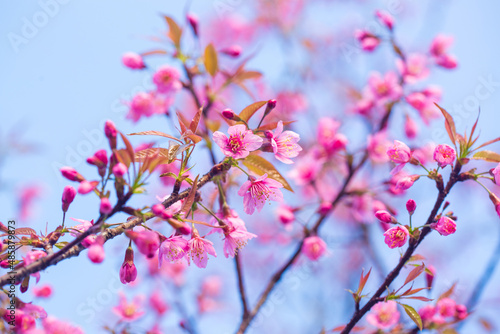 Branch of Prunus Kanzan cherry. Pink double flowers and green leaves in the blue sky background  close up. Prunus serrulata  flowering tree  called as Kwanzan  Sekiyama cherry  Japanese cherry  Sakura