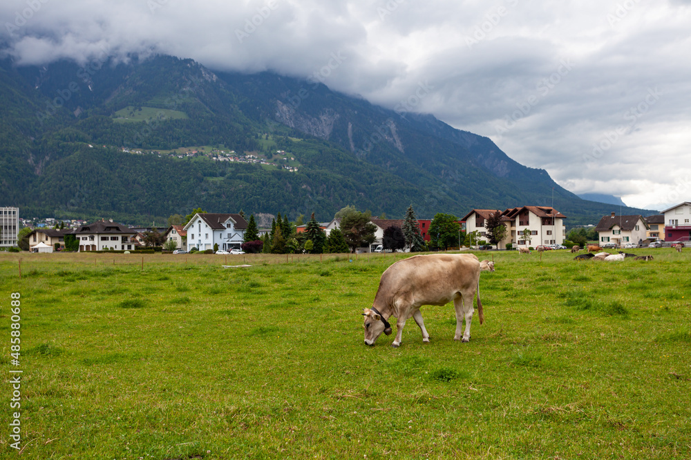 grazing cows in a mountain landscape