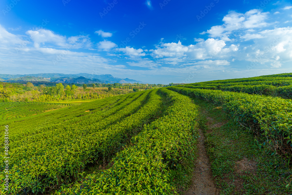 Green tea field in morning 