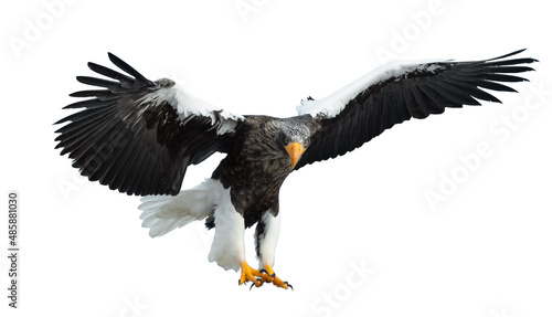 Adult Steller s sea eagle in flight.  Scientific name  Haliaeetus pelagicus. Isolated on white background.