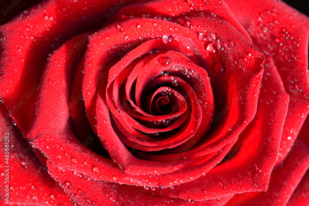 Scarlet rose in dew drops Scarlet rose in dew drops