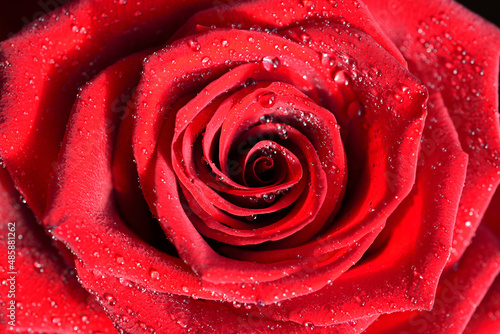 Fototapeta Naklejka Na Ścianę i Meble -  Scarlet rose in dew drops
