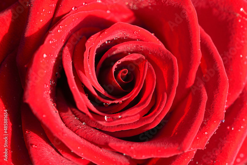 Scarlet rose in dew drops