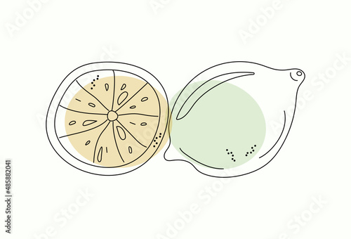 Lemon, lime and slice, citruses. Fruits abstract. Doodle style. Fruit drawings. Vector illustration.