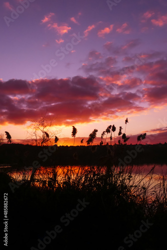 Closeup on pampas grass at sunset or sunrise. Silhouette of vegetation in front of the water of a lake or river. Dramatic sky in the background.