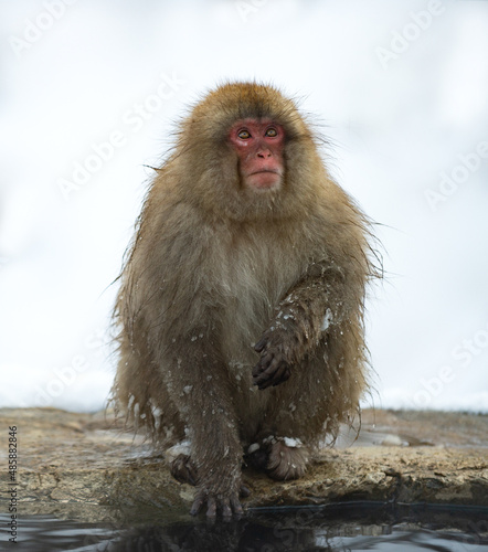 Japanese macaque near the natural hot springs. The Japanese macaque ( Scientific name: Macaca fuscata), also known as the snow monkey. Natural habitat, winter season. © Uryadnikov Sergey