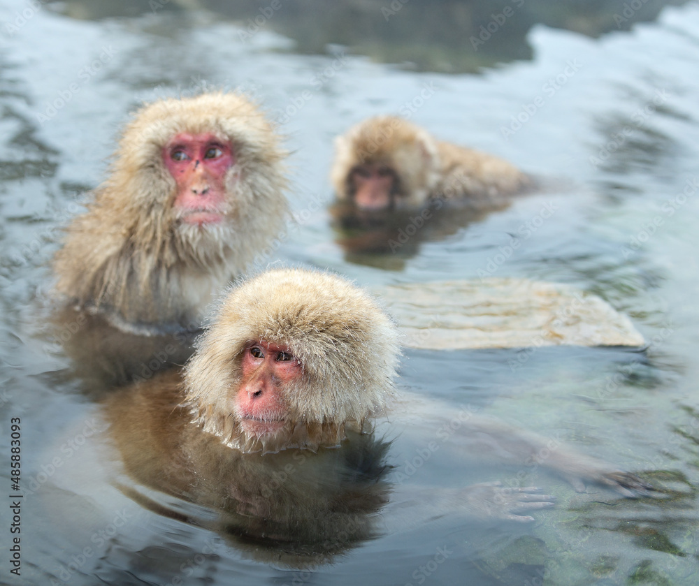 Naklejka premium Japanese macaques in the water of natural hot springs. The Japanese macaque ( Scientific name: Macaca fuscata), also known as the snow monkey. Natural habitat, winter season.