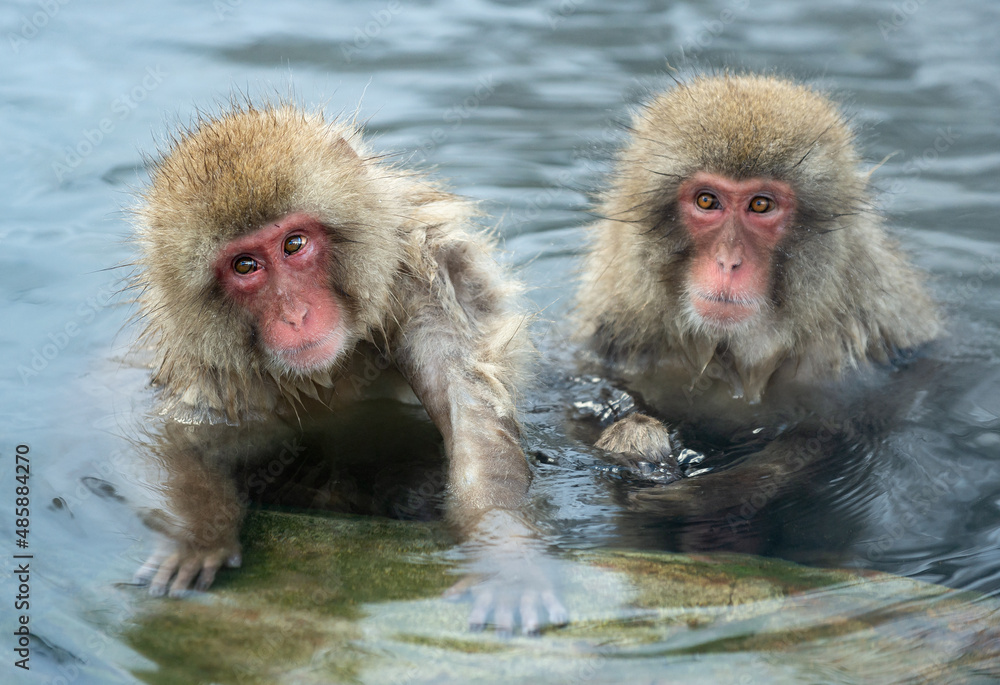 Naklejka premium Japanese macaques in the water of natural hot springs. The Japanese macaque ( Scientific name: Macaca fuscata), also known as the snow monkey. Natural habitat, winter season.