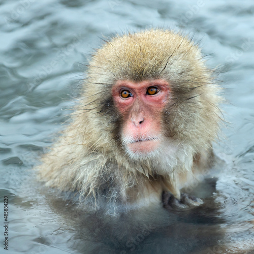 Japanese macaque in the water of natural hot springs. The Japanese macaque ( Scientific name: Macaca fuscata), also known as the snow monkey. Natural habitat, winter season. © Uryadnikov Sergey