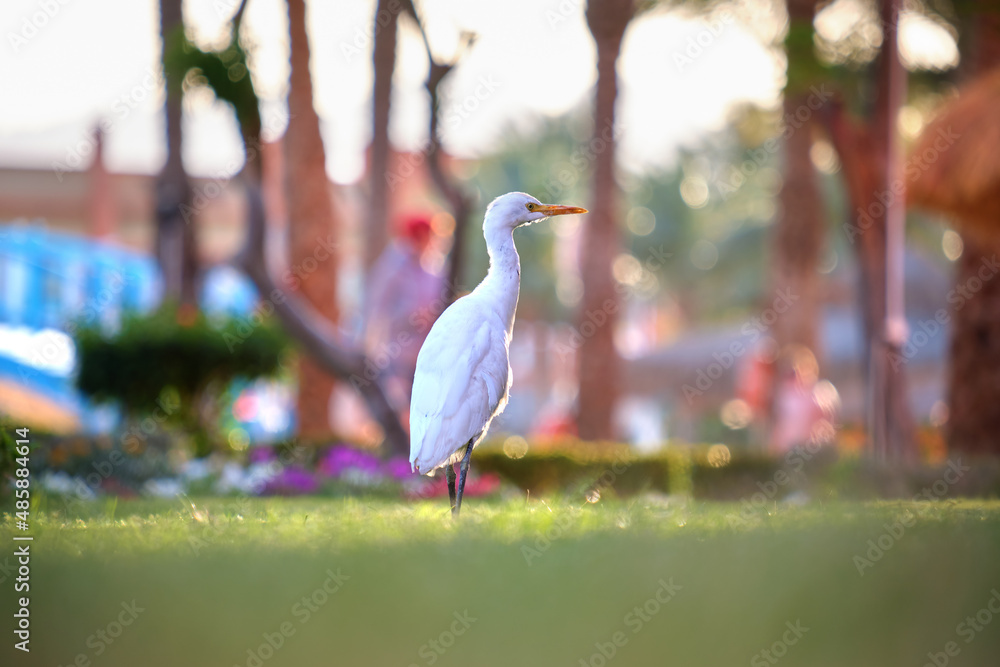 Obraz premium White cattle egret wild bird, also known as Bubulcus ibis, walking on green lawn at hotel yard in summer