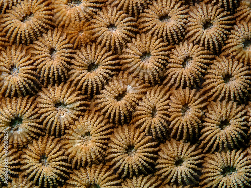 Stony Coral  Blumen Sternkoralle  Diploastrea heliopora 