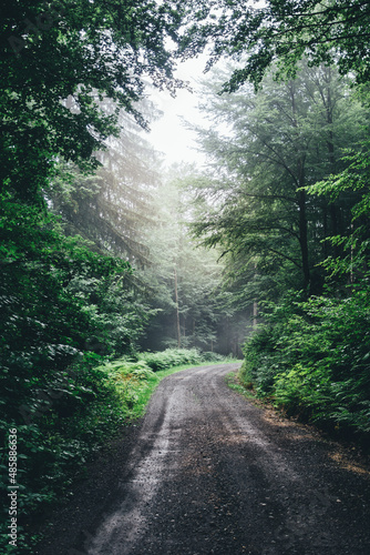 Small road in dark mysterious forest with mist and fog