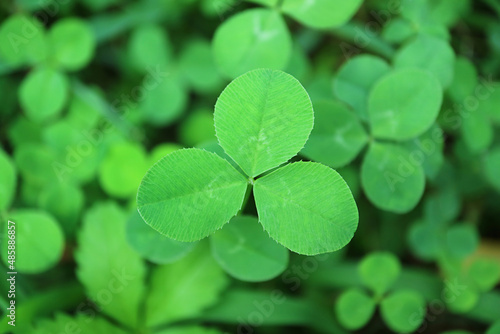 Closeup of Vibrant Green Shamrock  Three-leaf Clover  in the Field 