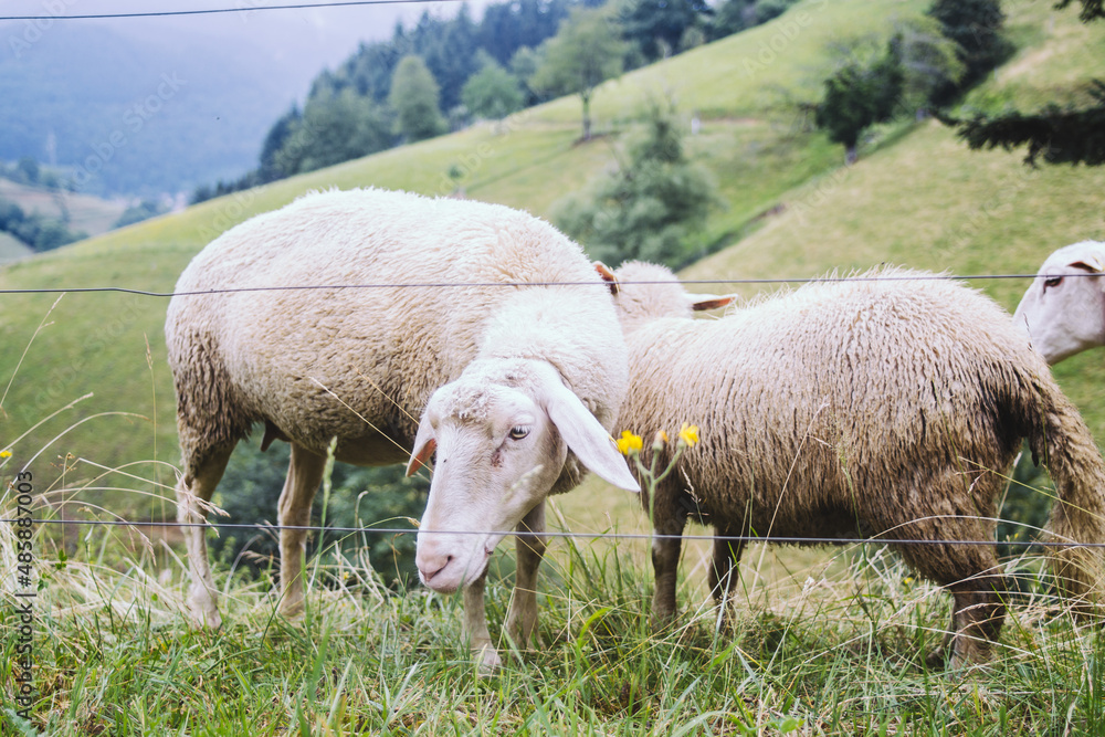 Sheep in the green fields of the Schwarzwald Black Forest in Germany Sheep in the green fields of the Schwarzwald Black Forest in Germany