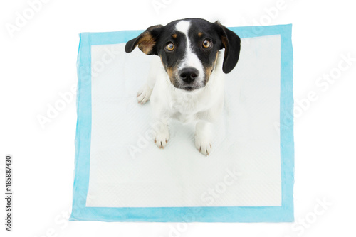 Puppy dog sitting on a pee disposables pad training. Isolated on white background