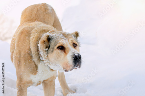 Fototapeta Naklejka Na Ścianę i Meble -  Central Asian Shepherd dog Alabai walks on the street in winter. Snow lies on the face of the dog.