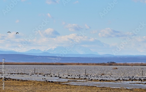 Wildgänse im Nationalpark Neusiedler See Seewinkel mit dem Schneeberg im Hintergrund