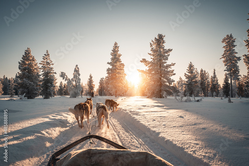 Huskys in Lapland Mushing
