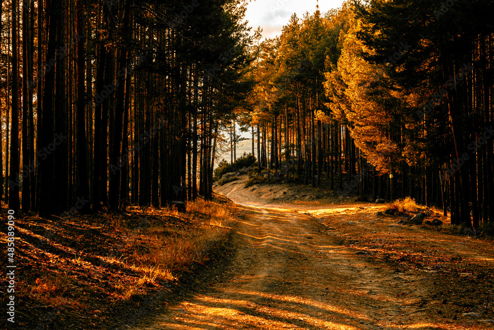 Obraz premium Road in the pine forest.