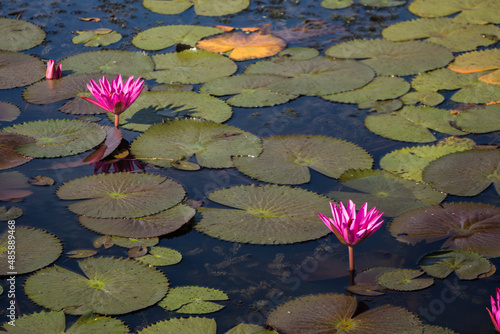 Flor de Loto en Parque Historico de Sukhothai