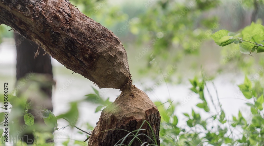 Tree gnawed by beavers in the forest on the lake Tree gnawed by beavers in the forest on the lake