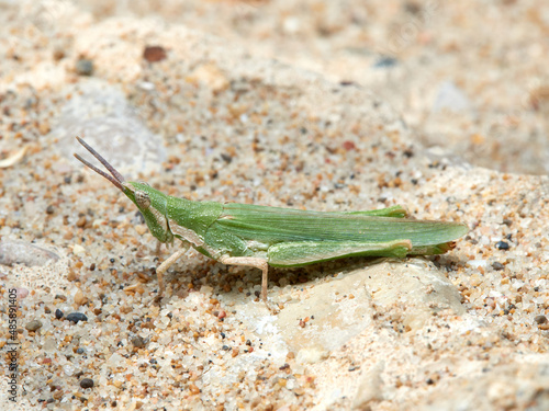 gaudy grasshoppers. Pyrgomorpha conica photo