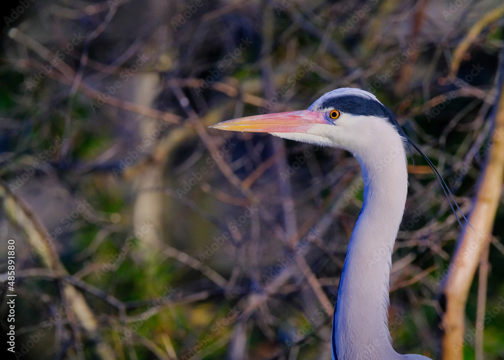 Fototapeta premium Close-up gray heron