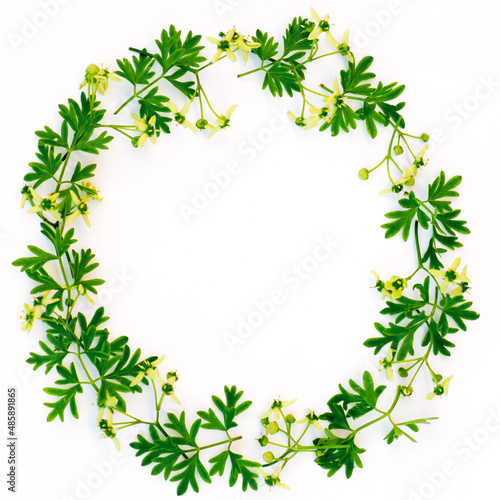 Ruta graveolens, Round frame with fresh flower and green leaves L. strong smelling rue, common rue or herb-of-grace leaves and flowers with tinted. Leaf pattern. Flat lay, top view, copy space