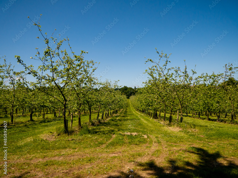 trees in the apple orchard