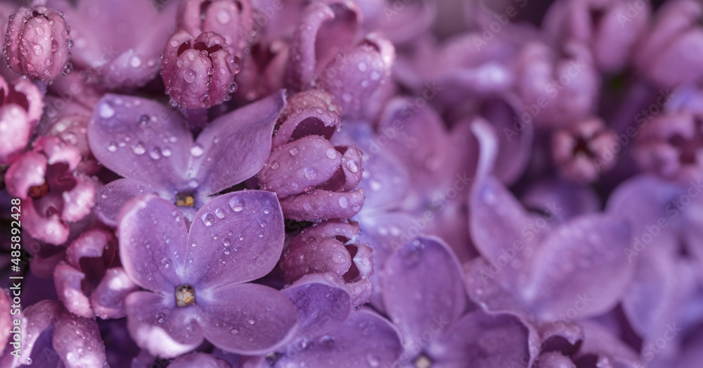 Banner pink lilac in drops of dew.