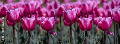 Banner pink fresh tulips on a green background.